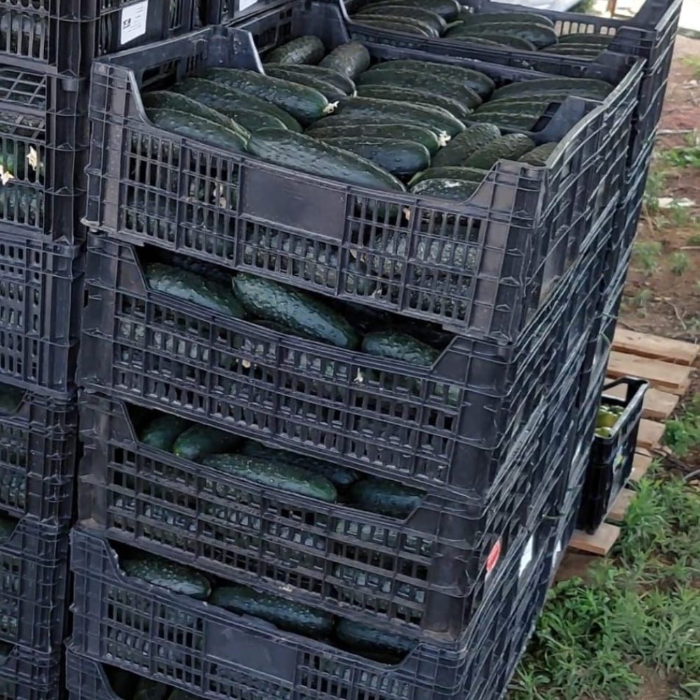 IMG-20250213-WA0006_1